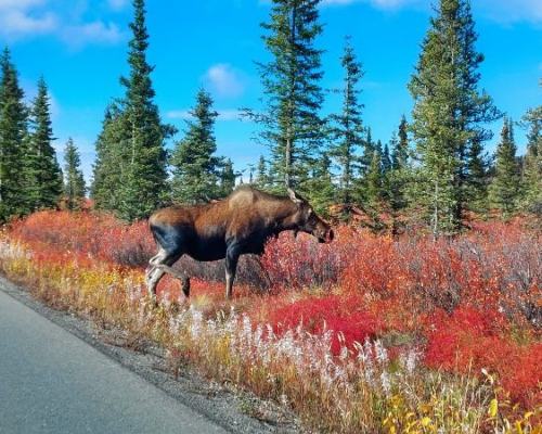 moose crossing road