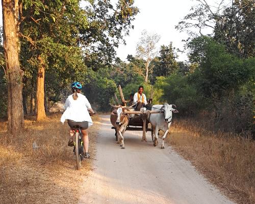 cyclists passing an ox drawn cart