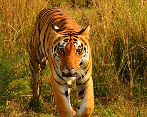 tiger walking in Kanha Park