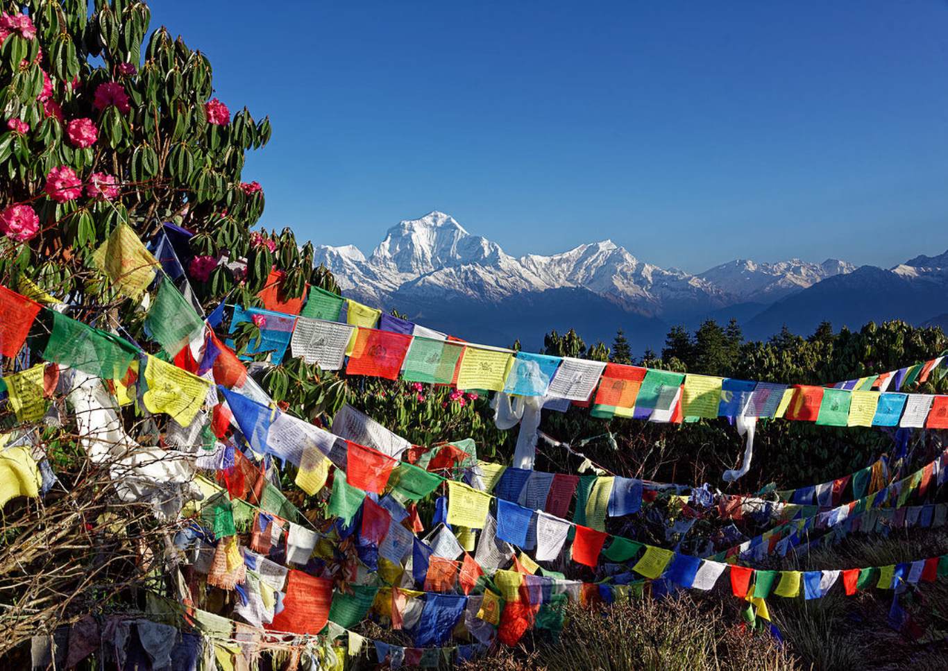Prayer flags in the Himalayas