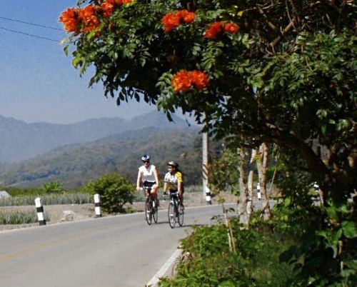 a couple of cyclists passing a flowering tree