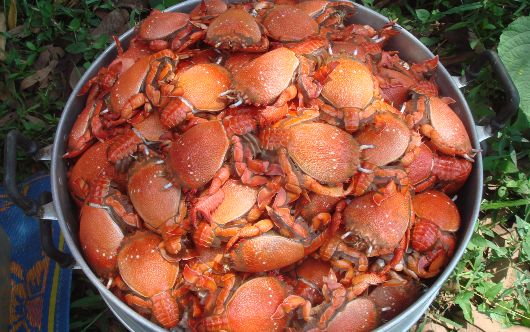 Fresh steamed seafood at roadside stand