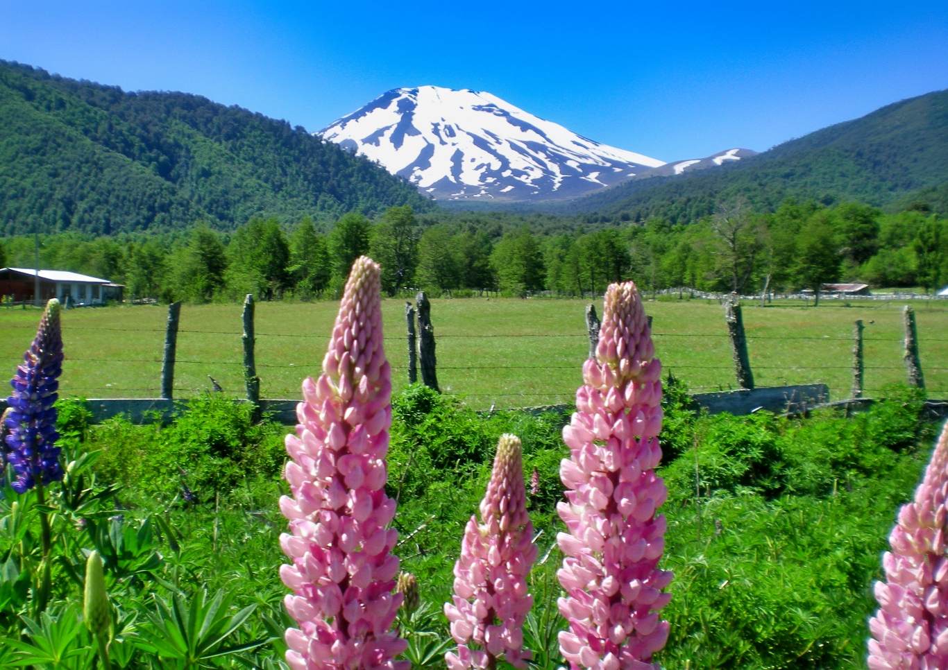 Wildflowers with snow capped volcano in Chile
